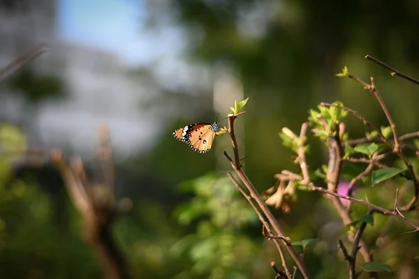 Monarkfjärilen Närbild Blomma Suddig Gul Soliga Bakgrund Kopia Utrymme För — Stockfoto