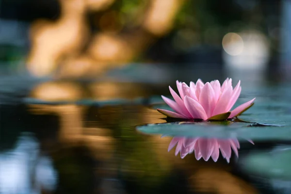 Beautiful Lotus Flower Water Rain Garden — Stock Photo, Image