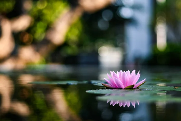 美丽的荷花在花园里雨后在水面上绽放 — 图库照片