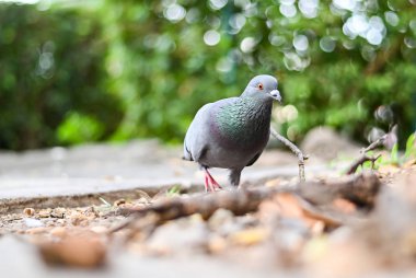 Güvercin veya güvercin kuşu ayakta yeşil park.