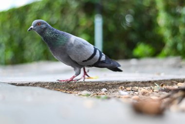 Güvercin veya güvercin kuşu ayakta yeşil park.