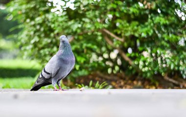 Güvercin veya güvercin kuşu ayakta yeşil park.