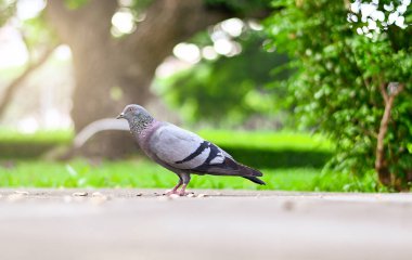 Güvercin veya güvercin kuşu ayakta yeşil park.
