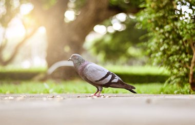 Güvercin veya güvercin kuşu ayakta yeşil park.