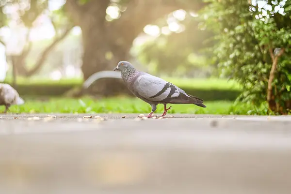 Güvercin veya güvercin kuşu ayakta yeşil park.