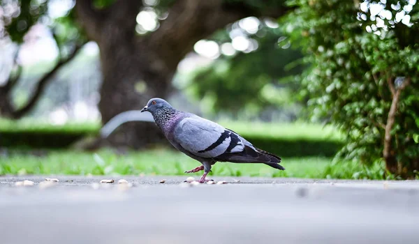 站在绿色公园的鸽子或鸽子鸟 — 图库照片