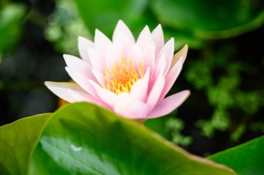 Bahçedeki suyun üzerinde güzel nilüfer çiçeği.