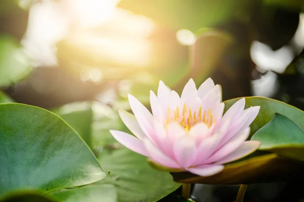 Beautiful Lotus Flower Water Garden — Stock Photo, Image