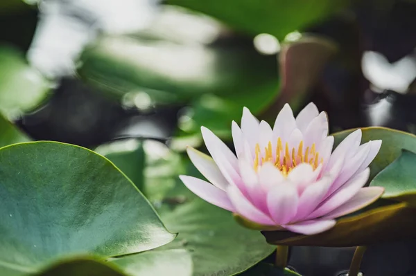 Hermosa Flor Loto Agua Jardín — Foto de Stock