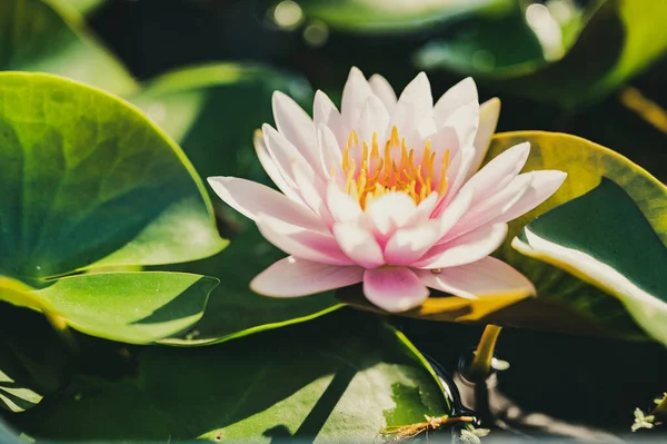 Bahçedeki suyun üzerinde güzel nilüfer çiçeği.