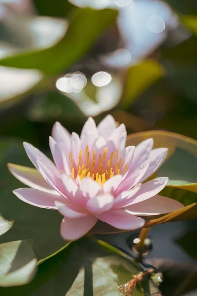 Bahçedeki Suyun Üzerinde Güzel Nilüfer Çiçeği — Stok fotoğraf