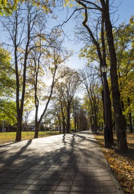 Ağaçları sonbahar yaprakları ve Rusya'nın Staropol kentinde güneşli bir sonbahar parkta bir yaya yolu ile