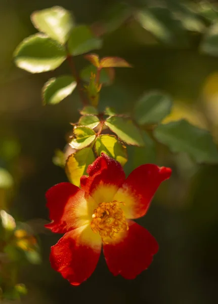 Zarte Knospen Und Blüten Der Gelb Roten Rose — Stockfoto