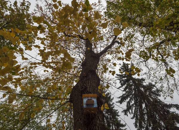 Ansicht Eines Baumes Mit Gelbem Herbstlaub Und Einem Nistkasten — Stockfoto