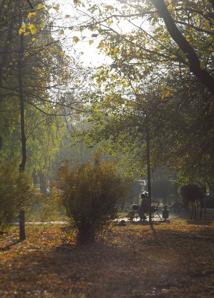 Walking Alley Autumn Park City Stavropol Russia — Stock Photo, Image