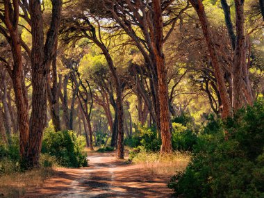 Orman rezerv Kalogria Yunanistan Peloponnese üzerinde benzersiz çam ağaçları ile