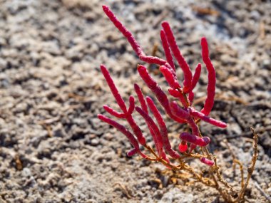 Orman rezerv Kalogria ile benzersiz kırmızı bitkiler üzerinde Yunanistan Peloponnese