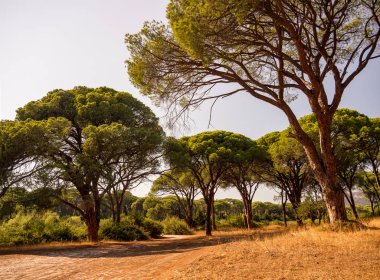 Orman rezerv Kalogria Yunanistan Peloponnese üzerinde benzersiz çam ağaçları ile