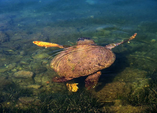 Kefalonia Yunanistan Yunan Adası Üzerinde Iyon Denizi Nde Deniz Kaplumbağası — Stok fotoğraf