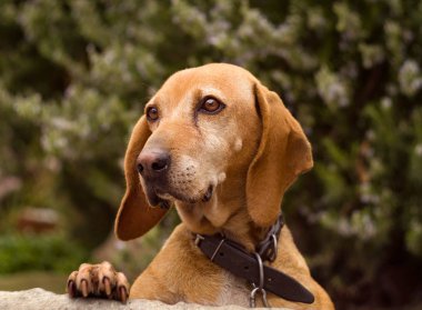 Acı ve güzel gözleri olan Kızıl saçlı köpek