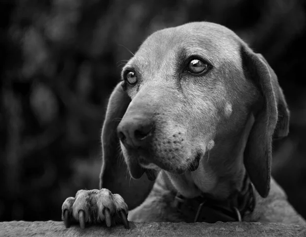 Собака Сумними Красивими Очима — стокове фото
