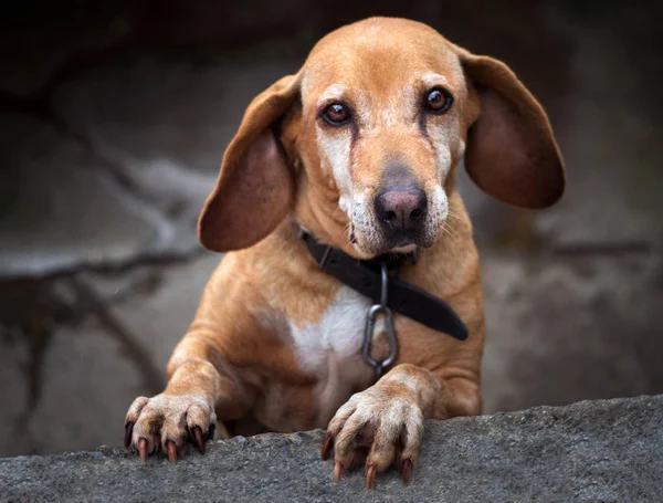 Red-haired dog with sad and beautiful eyes