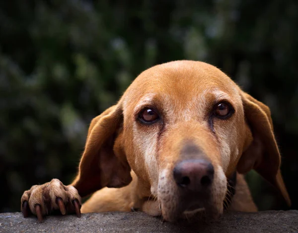 Рудоволоса Собака Сумними Красивими Очима — стокове фото