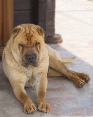 Büyük kırmızı köpek doğurmak Shar Pei sokakta uyuyan 