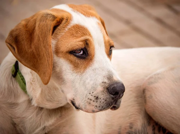 Μεγάλος Σκύλος Όμορφα Θλιμμένα Μάτια — Φωτογραφία Αρχείου
