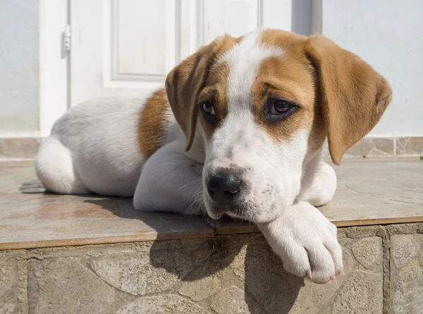 Red White Puppy Big Dog Beautiful Sad Eyes — Stock Photo, Image