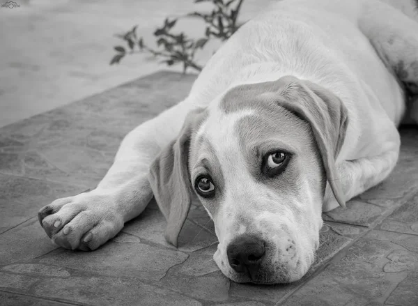 Filhote Cachorro Cachorro Grande Com Belos Olhos Tristes — Fotografia de Stock