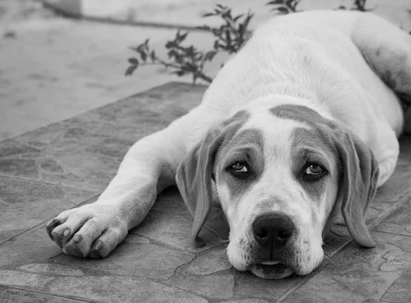 Filhote Cachorro Cachorro Grande Com Belos Olhos Tristes — Fotografia de Stock