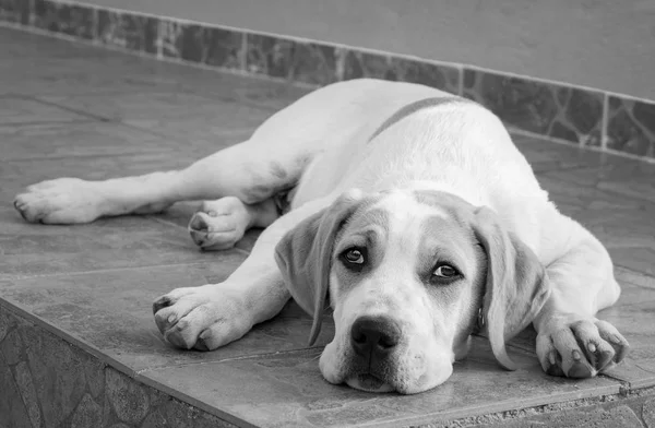 美しい悲しい目の大きな犬の子犬 — ストック写真