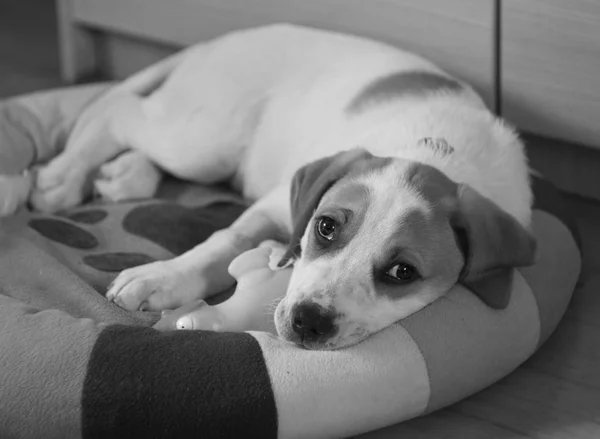 美しい悲しい目の大きな犬の子犬 — ストック写真
