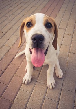 Kırmızı-beyaz köpek güzel hüzünlü gözleri büyük bir köpek yavrusu