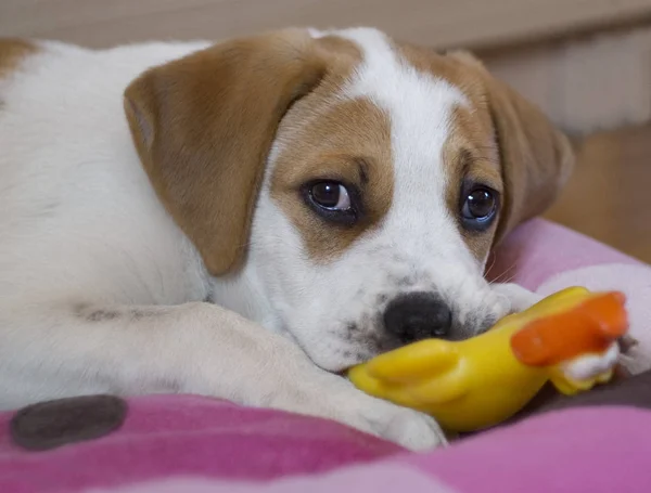 Red White Puppy Big Dog Beautiful Sad Eyes Playing Yellow — Stock Photo, Image