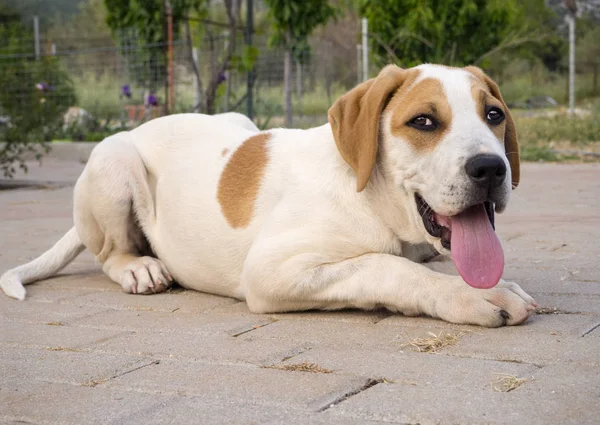 Cachorrinho Vermelho Branco Cão Grande Com Belos Olhos Tristes — Fotografia de Stock