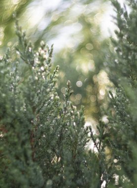 Noel ağacı ormanda güneş parlar