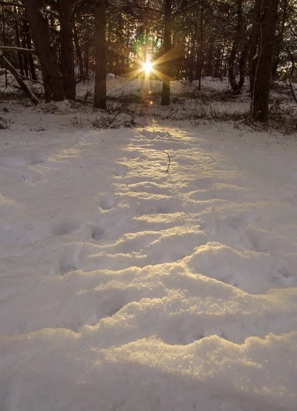 Beau Coucher Soleil Reflète Dans Neige Dans Forêt Hiver Près — Photo
