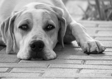 Güzel üzgün gözleri olan koca bir köpek.