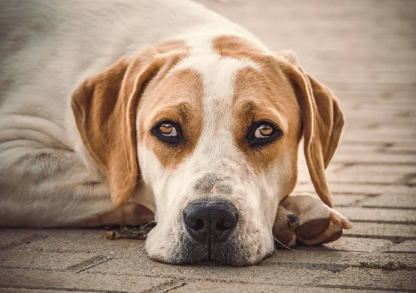Nagy Kutya Gyönyörű Szomorú Szemekkel — Stock Fotó