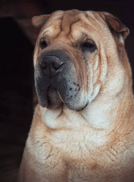 Big Red Dog Shar Pei Breed Waiting Its Owner Sunset — Stock Photo, Image