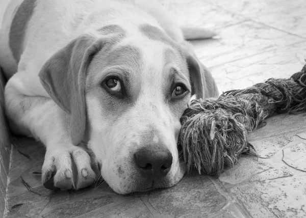 Puppy Van Een Grote Hond Met Mooie Droevige Ogen — Stockfoto