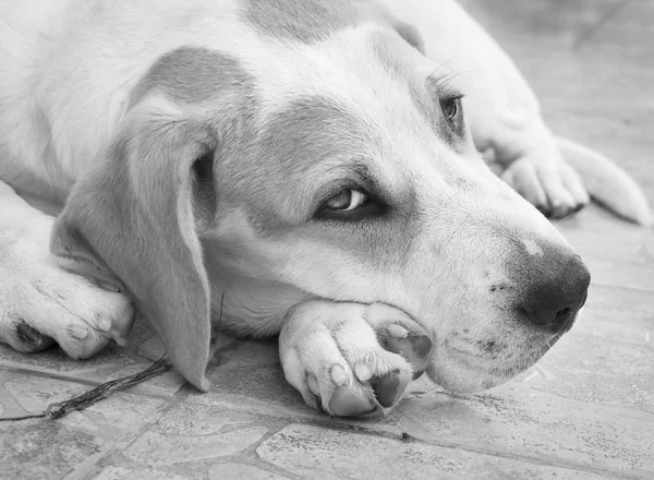 Puppy of a big dog with beautiful sad eyes