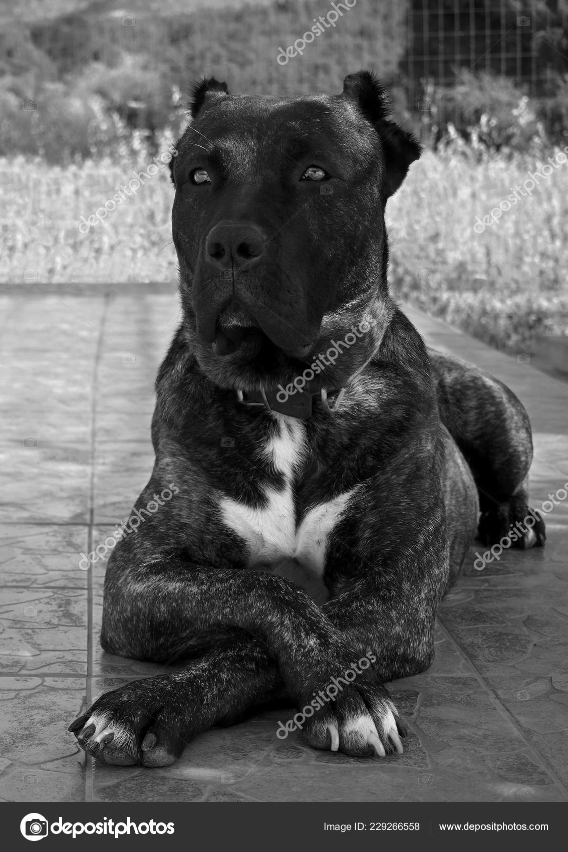 okunamayan Obligate ışın  Big Dog Perro Presa Canario Beautiful Sad Eyes Stock Photo by ©AlikaObraz  229266558