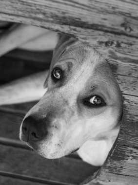 Güzel üzgün gözleri olan koca bir köpek.
