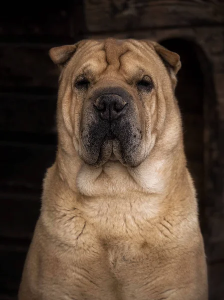 Shar Pei Doğurmak Büyük Bir Kırmızı Köpek Sahibi Için Bir — Stok fotoğraf