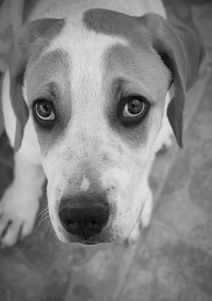 Puppy Van Een Grote Hond Met Mooie Droevige Ogen — Stockfoto