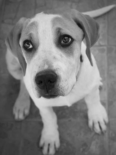 Puppy Big Dog Beautiful Sad Eyes — Stock Photo, Image