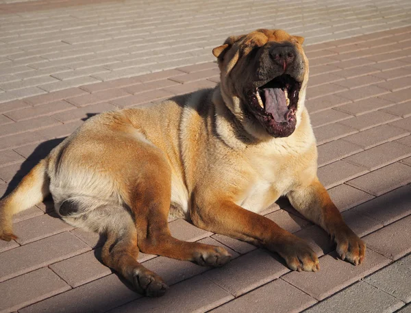 大きな赤い犬シャーペイの通りであくび — ストック写真